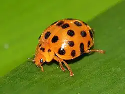 Potato ladybeetle (Cairns, Queensland)