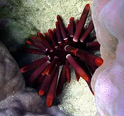 Heterocentrotus mamillatus