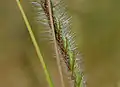 Heteropogon contortus
