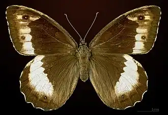 Female