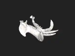 Interactive 3D scan of the remaining mandible