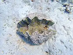 Live specimen, seen from above