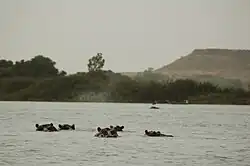 Hippos in the Niger River to the south of Kouré