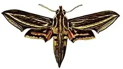 Hippotion osiris, a likely pollinator of Cyrtorchis okuensis