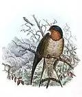 Nominate subsp. from illustration by R. B. Sharpe (1894)