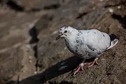 Specimen of a white-feathered feral pigeon