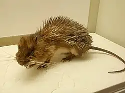 Brown spiny rat