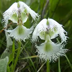Huttonaea grandiflora