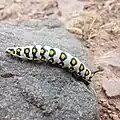 A Hyles nicaea caterpillar on the southern slopes of the Alborz Mountains, near Jaban, Damavand, Iran, at 2870&nbsp;m elevation in alpine scrubland.