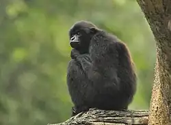 Black gibbon