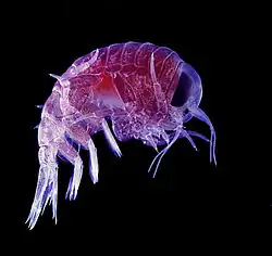 Macrozooplankton: the amphipod Hyperia macrocephala