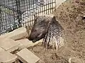 Crested porcupine