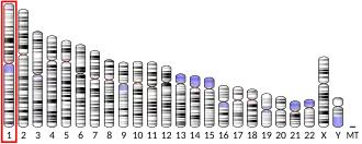 Chromosome 1 (human)