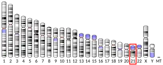 Chromosome 21 (human)