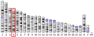 Chromosome 4 (human)