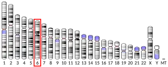 Chromosome 6 (human)