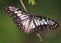 Adult