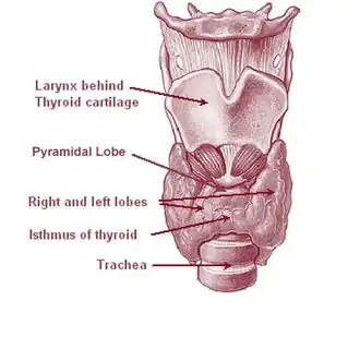 Fig. 1 Anatomy of the thyroid
