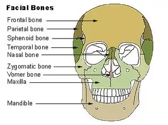 Facial bones.