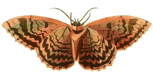Illustration by Dru Drury ventral