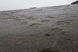 One of the several long sauropod trackways.