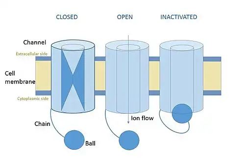 Diagram of a voltage-gated ion channel in the open, closed and inactivated state