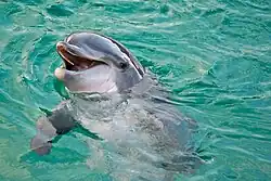 Dolphin partially submerged with its head out of the water