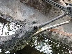 Gharial