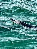 Beak of an Indian Ocean Humpback Dolphin visible above the surface