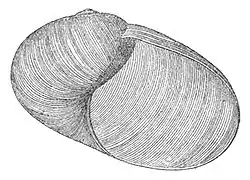 Indrella ampulla has an oval aperture.