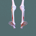 Animation. Flexor hallucis longus shown in red.