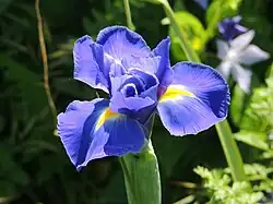 Dutch Iris - Iris x hollandica