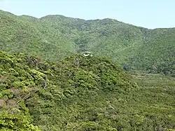 Mangrove native forest in Amami Island