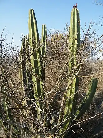 Plant growing in Querétaro, Querétaro