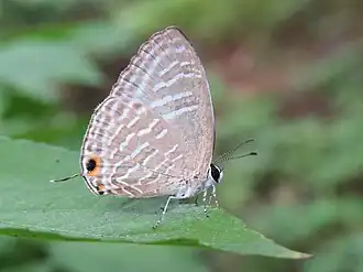 Ventral view