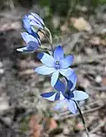 Thelymitra crinita near Jarrahdale