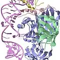 Crystal structure of an H/ACA box RNP from Pyrococcus furiosus