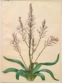 Asphodelus ramosus by Hans Simon Holtzbecker, 1649–1659, gouache on parchment, 50.5 cm × 38.5 cm (20 in × 15+1⁄4 in)