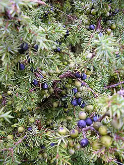Ripe and unripe juniper berries in Saaremaa, Estonia