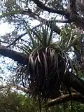 A. hastata growing on totara tree