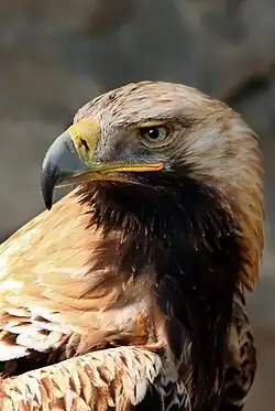 Eastern imperial eagle