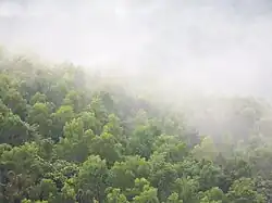 Kalenjimale forest towards Vitla Salethur road