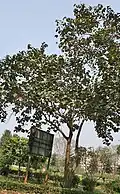 Tree in Kolkata, West Bengal, India.
