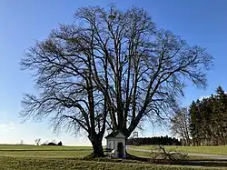 Two linden trees with statuses of natural monuments, and a small chapel, in Fugging.