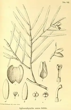 Illustration of "Aglossorrhyncha aurea"