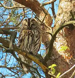 Tawny owl, Gothenburg