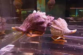 Kellet's whelk at the aquarium.