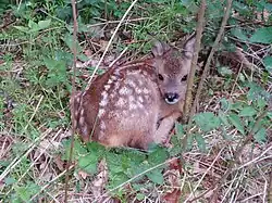 Roe deer fawn