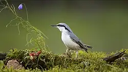 Eurasian nuthatch, Habbestorp, Småland