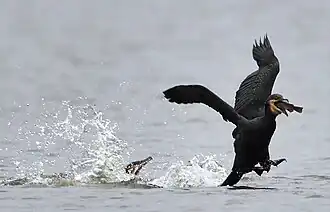 The flying great cormorant (Phalacrocorax carbo) has taken a fish from the one in the water.